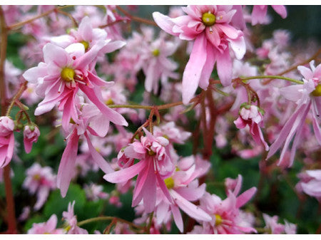 Saxifraga fortunei 'Demeter'