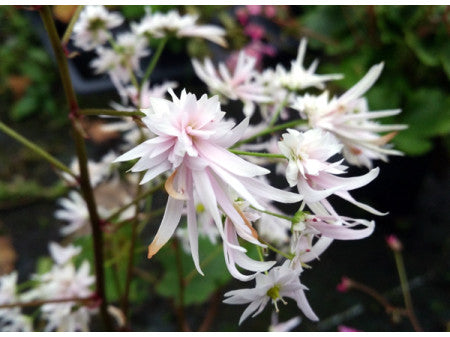 Saxifraga fortunei 'Maïa'