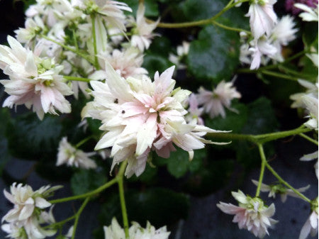 Saxifraga fortunei 'Neptune'