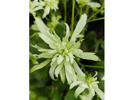 Saxifraga fortunei 'Orion'