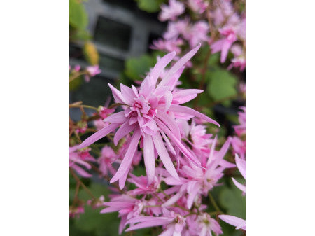Saxifraga fortunei 'Saturne'