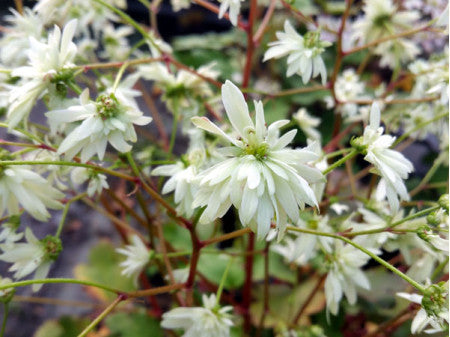 Saxifraga fortunei 'Eole'