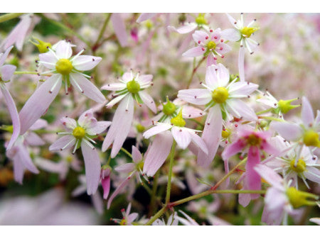 Saxifraga fortunei 'Reigetsu'
