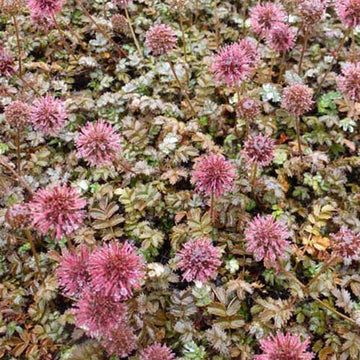 Acaena microphylla 'Kupferteppich'